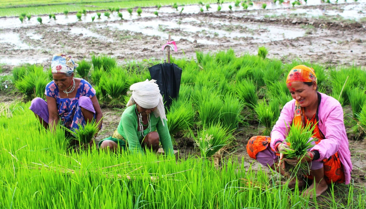 सरकारी कम्पनीले पाएन धान, लक्ष्यको २० प्रतिशत मात्रै किन्यो